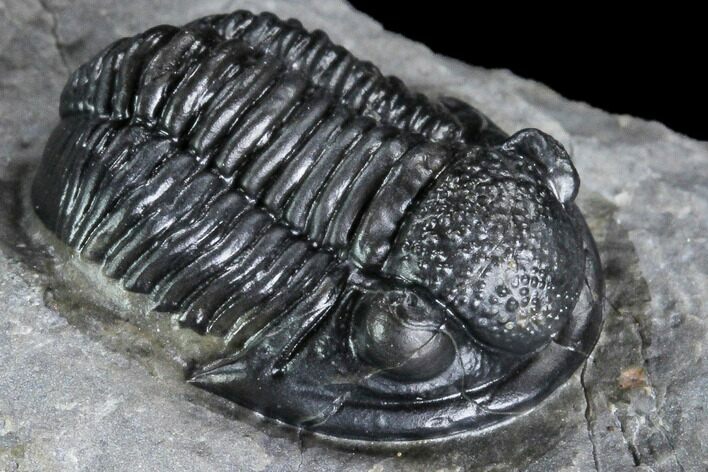 Detailed Gerastos Trilobite Fossil - Morocco #108488